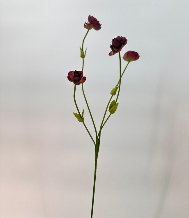 Burgundy coloured ranunculus silk flower | Length 50 centimetres | Ordered by piece