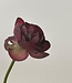 Burgundy coloured ranunculus silk flower | Length 50 centimetres | Ordered by piece