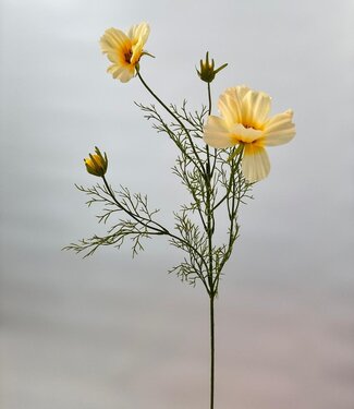 Silk Flowers by JJ Cream-coloured cosmos silk flower | Length 90 centimetres | Per piece