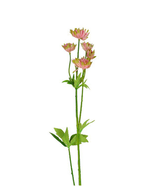 4A Kunstbloemen Astrantia 64cm ( x 4 )