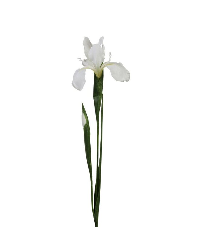 Kunstbloemen Iris 75cm ( x 12 )