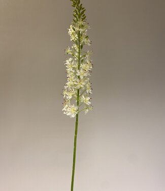 Silk Flowers by JJ White eremurus silk flower | Length 106 centimetres | Per piece