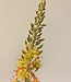 Orange eremurus silk flower | Length 106 centimetres | Ordered by piece