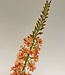 Orange eremurus silk flower | Length 82 centimetres | Ordered by piece