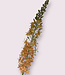 Salmon-coloured eremurus silk flower | Length 106 centimetres | Ordered by piece