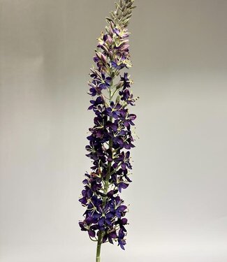 Silk Flowers by JJ Purple eremurus silk flower | Length 130 centimetres | Per piece