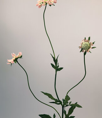 Silk Flowers by JJ scabiosa | roze | 80 centimeter | Per stuk