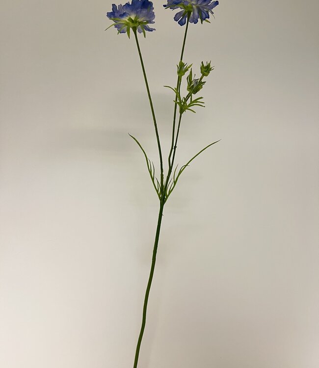 scabiosa | blauw | 80 centimeter | Per stuk te bestellen