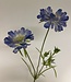 scabiosa | blauw | 80 centimeter | Per stuk te bestellen