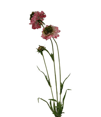 Silk Flowers by JJ scabiosa | roze | 65 centimeter | Per stuk