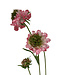 scabiosa | roze | 65 centimeter | Per stuk te bestellen