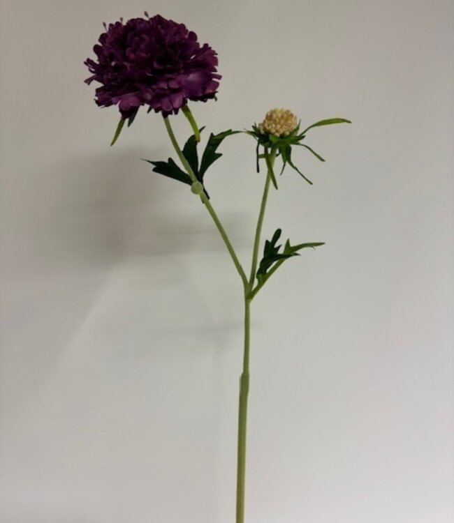 scabiosa | paars | 59 centimeter | Per stuk te bestellen