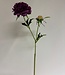 scabiosa | paars | 59 centimeter | Per stuk te bestellen