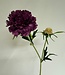 scabiosa | paars | 59 centimeter | Per stuk te bestellen