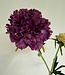 scabiosa | paars | 59 centimeter | Per stuk te bestellen