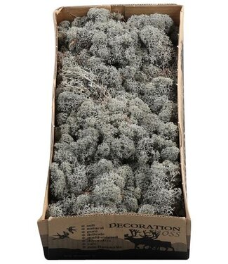 AD Reindeer moss or Iceland moss Anthracite grey | Per 5 pieces