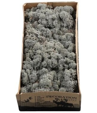 AD Reindeer moss or Iceland moss Anthracite grey | Per 6 pieces