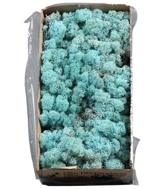 AD Reindeer moss or Iceland moss Aquamarine | Per 4 pieces