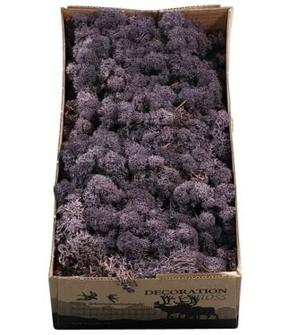 AD Reindeer moss or Iceland moss Eggplant | Per 6 pieces