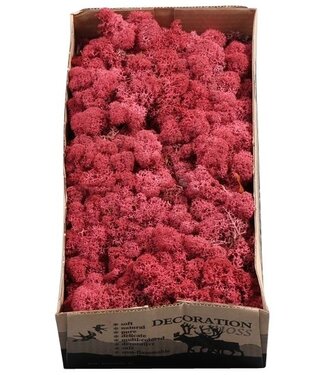 AD Reindeer moss or Iceland moss Bordeaux | Per 6 pieces