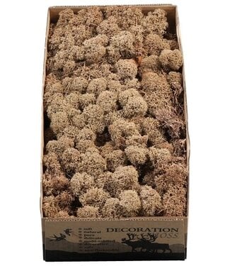 AD Reindeer moss or Iceland moss Brown | Per 6 pieces