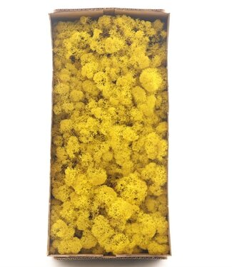 AD Reindeer Moss or Ice Lemon | Per 6 pieces