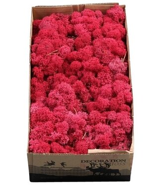 AD Reindeer moss or Ice lichen Crimson | Per 6 pieces