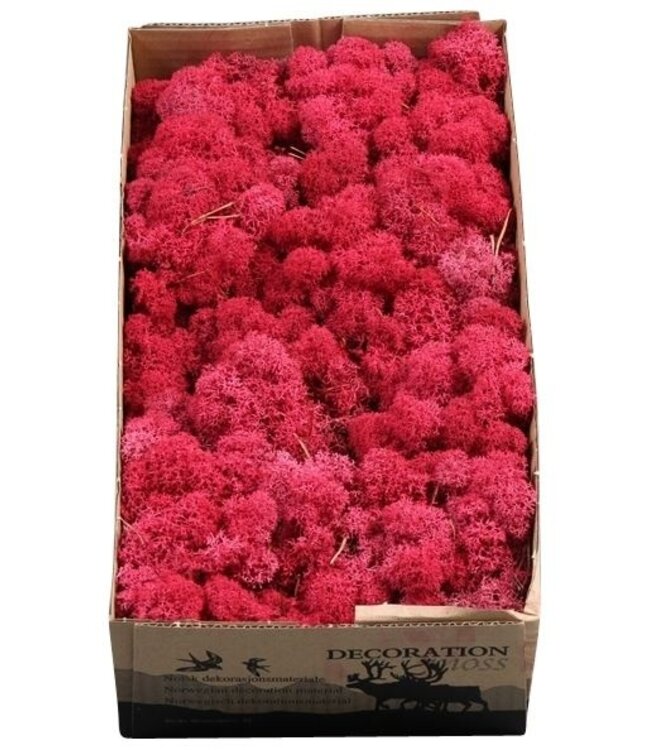 Reindeer Moss Crimson | Ordered by 6 pieces