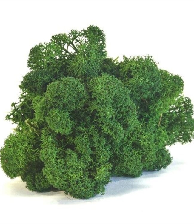 Reindeer Moss or Iceland Moss Forest Green | Ordered by piece