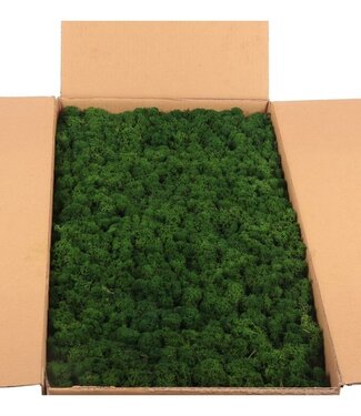 AD Reindeer Moss or Iceland Moss Forest Green Bulk | by piece