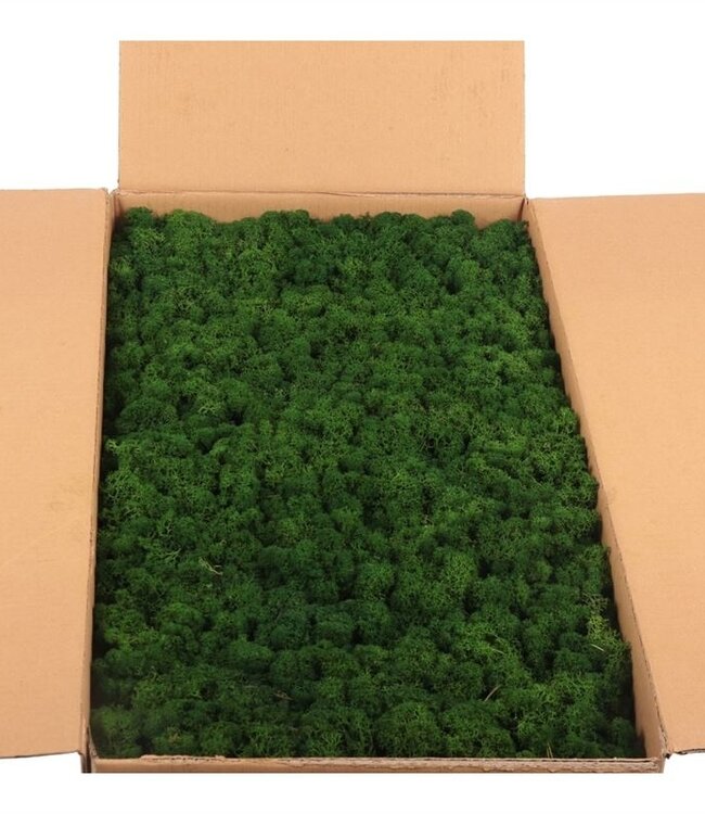 Reindeer Moss or Iceland Moss Forest Green Bulk | Ordered by piece