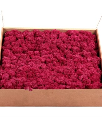 AD Reindeer Moss or Iceland Moss Fuchsia | by piece