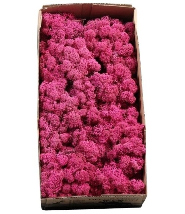 Reindeer Moss or Iceland Moss Fuchsia | Ordered by 6 pieces