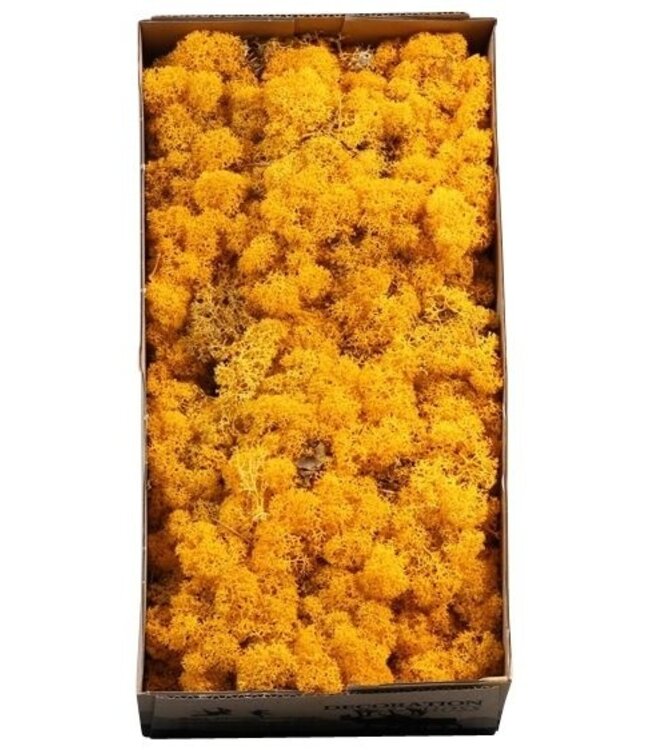 Reindeer Moss or Iceland Moss Yellow | Ordered by 6 pieces