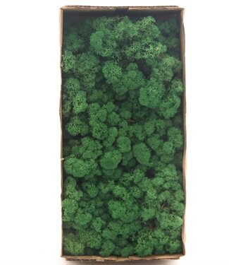 AD Reindeer Moss or Iceland Moss Grass Green | by piece