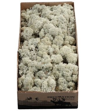 AD Reindeer Moss or Iceland Moss Grey | Per 6 pieces