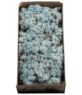 AD Reindeer moss or Iceland moss Ice blue | Per 5 pieces