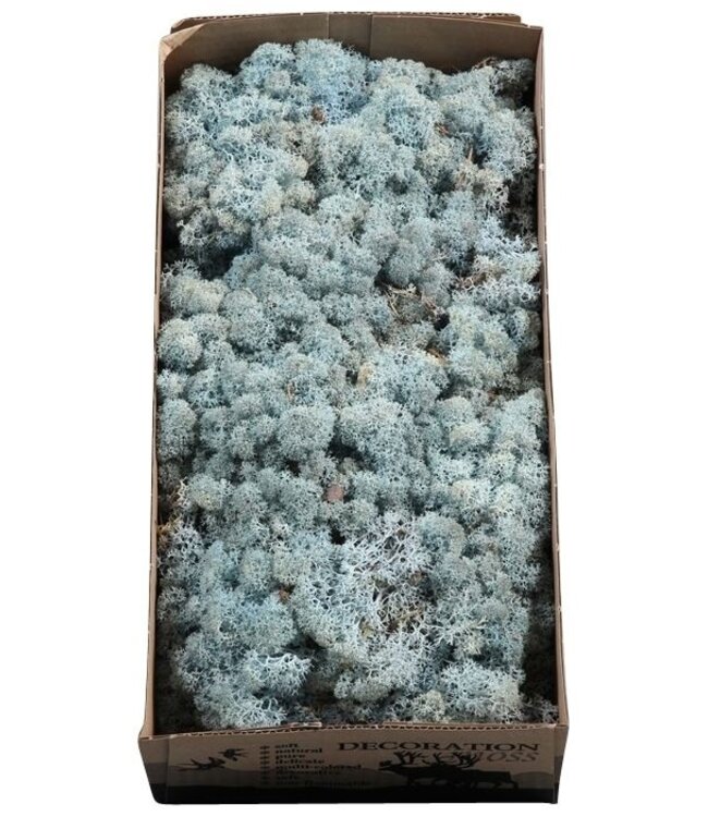 Reindeer moss or Iceland moss Ice blue | Ordered by 5 pieces