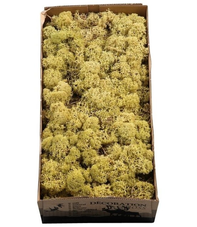 Reindeer moss or Iceland moss Kiwi | Ordered by 6 pieces