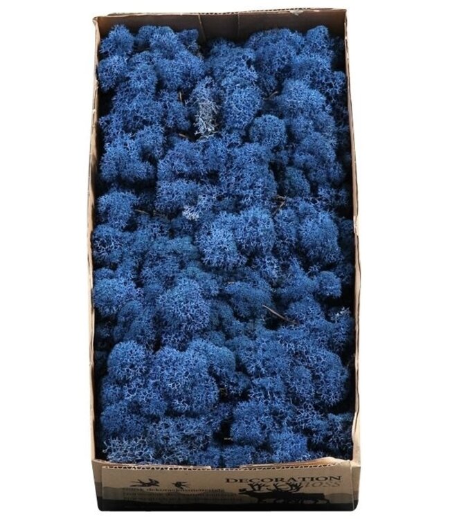 Reindeer moss or Iceland moss Royal Blue | Ordered by 6 pieces