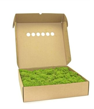 AD Reindeer Moss or Iceland Moss Light Green | by piece