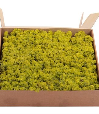 AD Reindeer Moss or Iceland Moss Lime Green | by piece