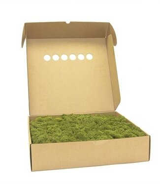 AD Reindeer Moss or Iceland Moss Medium Green | by piece