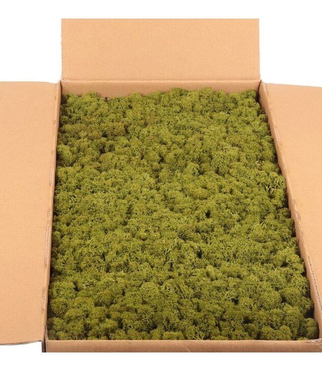 Reindeer Moss or Iceland Moss Medium Green Bulk | Ordered by piece