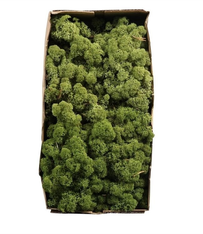 Reindeer Moss or Iceland Moss Middle Green | Ordered by 6 pieces