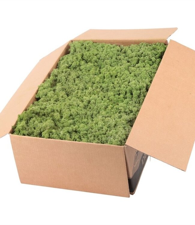 Reindeer Moss or Iceland Moss Middle Green | Ordered by piece