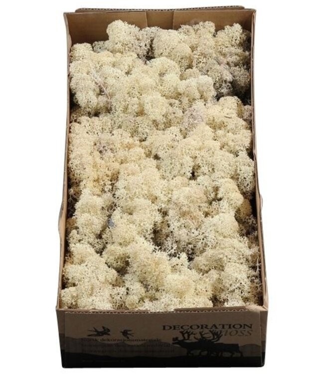 Reindeer Moss or Iceland Moss Misty White | Ordered by 6 pieces