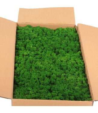 AD Reindeer Moss or Iceland Moss Natural Green Bulk | by piece