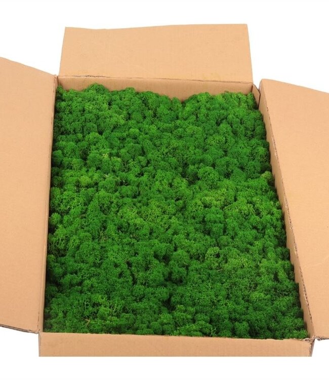 Reindeer Moss or Iceland Moss Natural Green Bulk | Ordered by piece