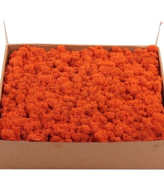 AD Reindeer moss or Iceland moss Orange | by piece